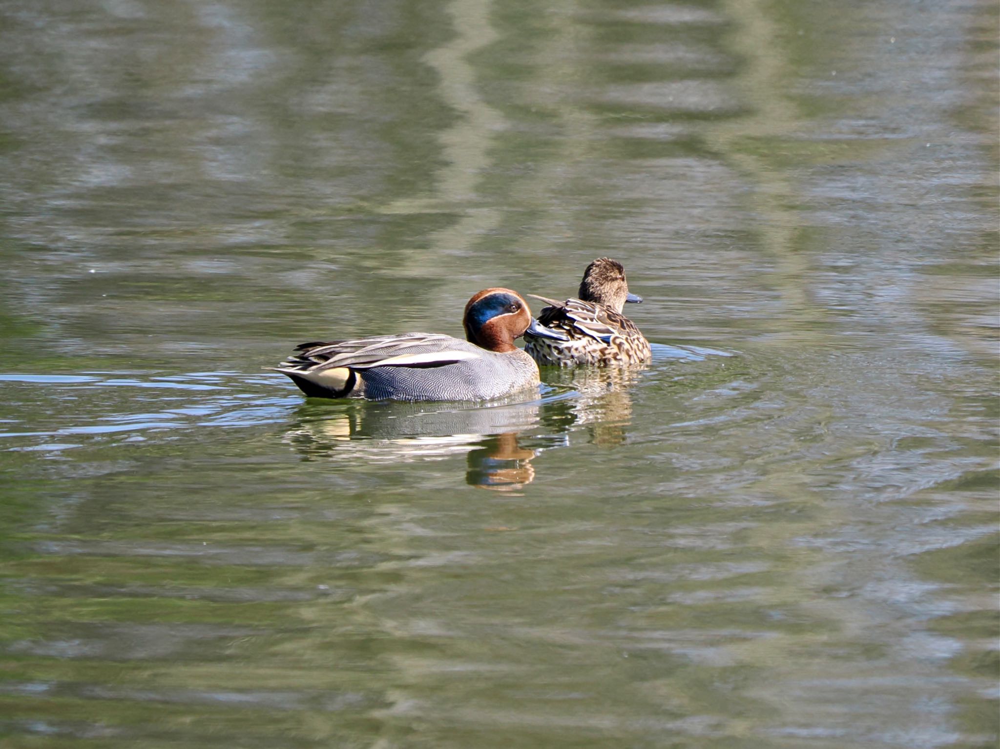 Eurasian Teal