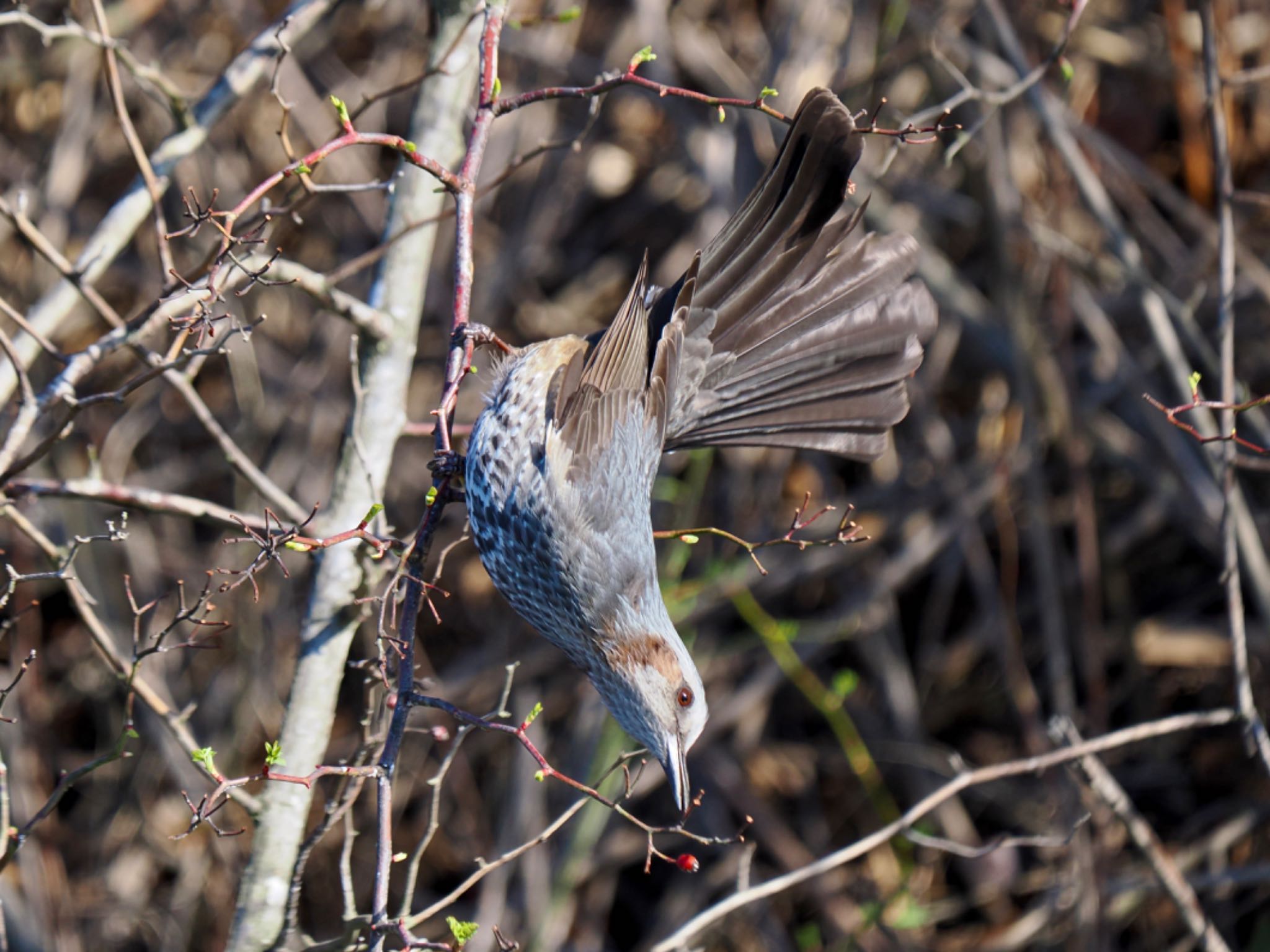 Brown-eared Bulbul