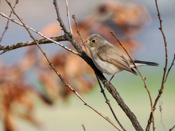 2024年2月24日(土) まつぶし緑の丘公園の野鳥観察記録