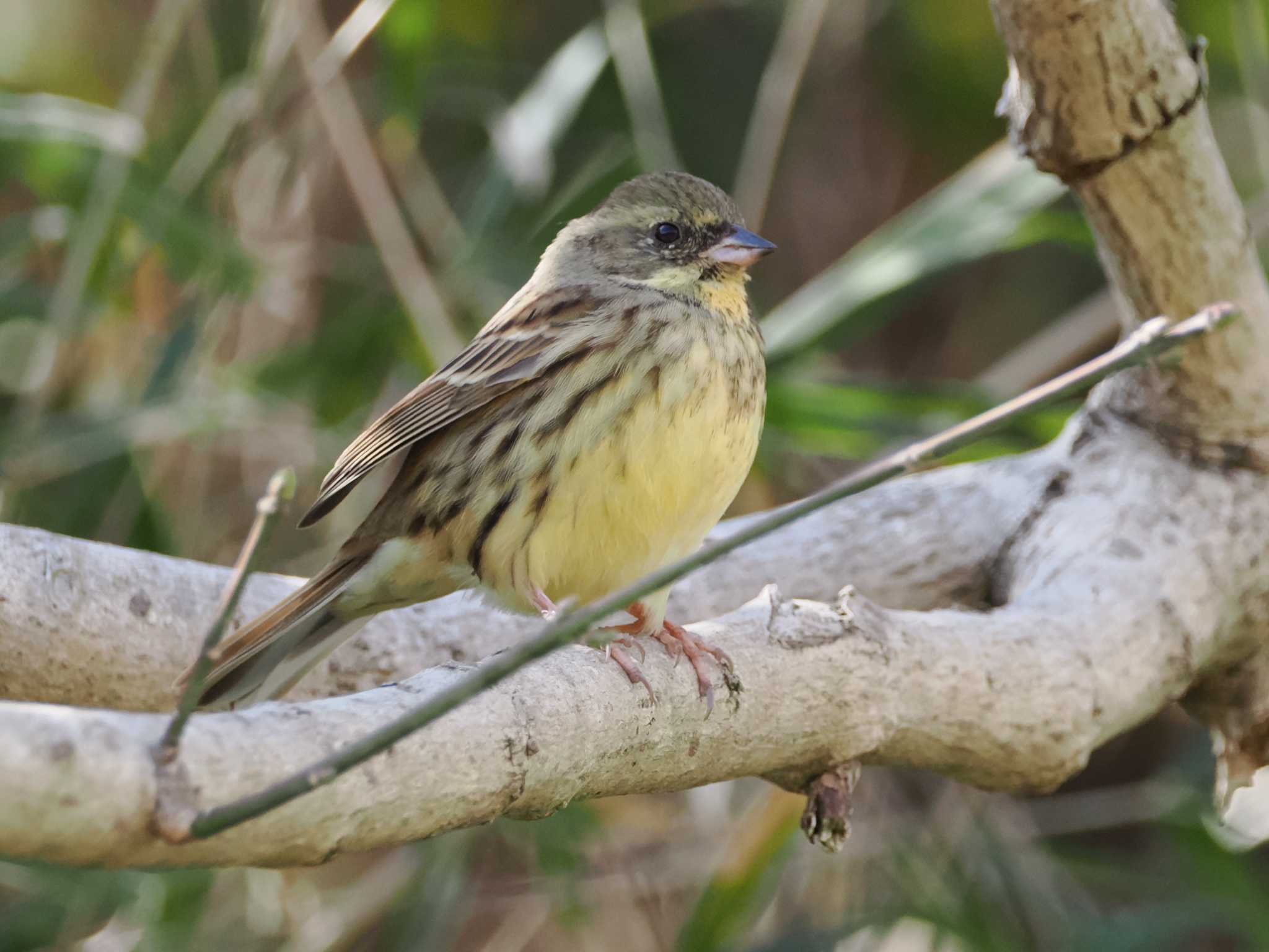 Masked Bunting