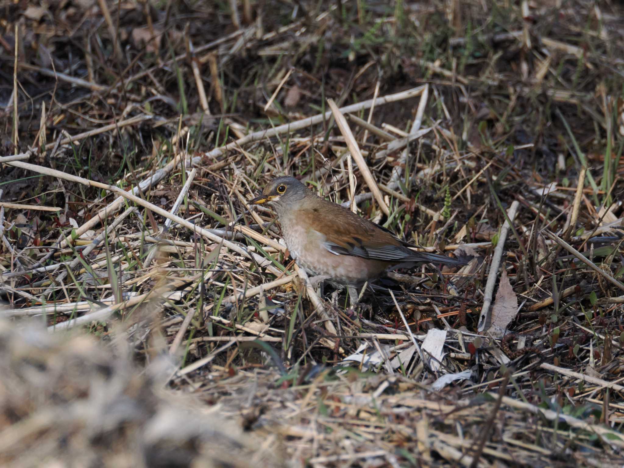 Pale Thrush