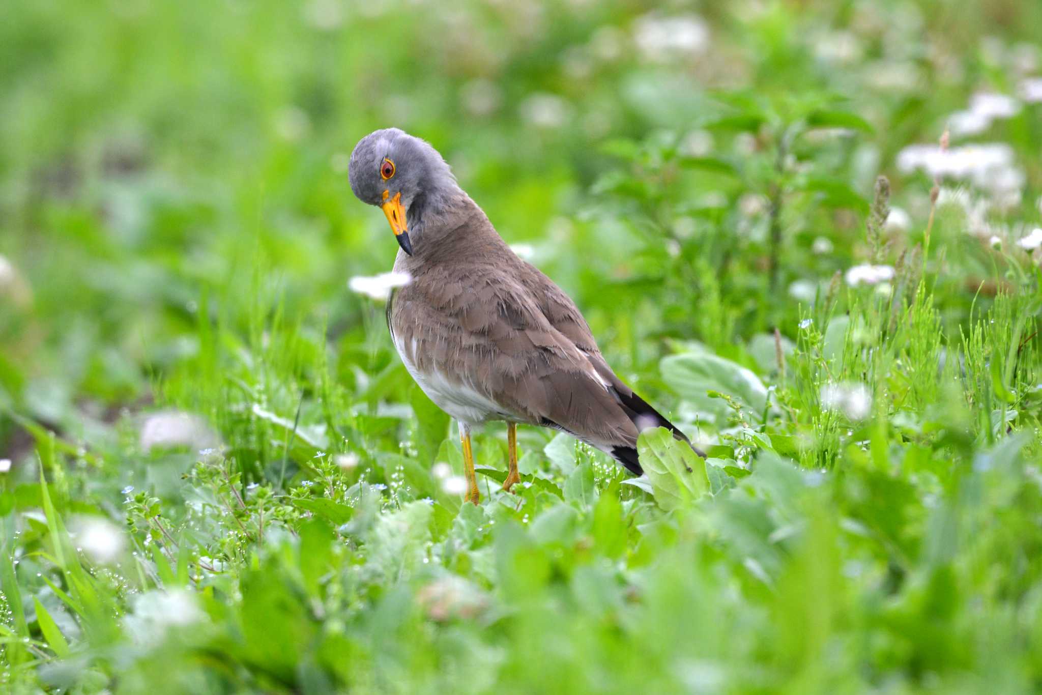 Grey-headed Lapwing