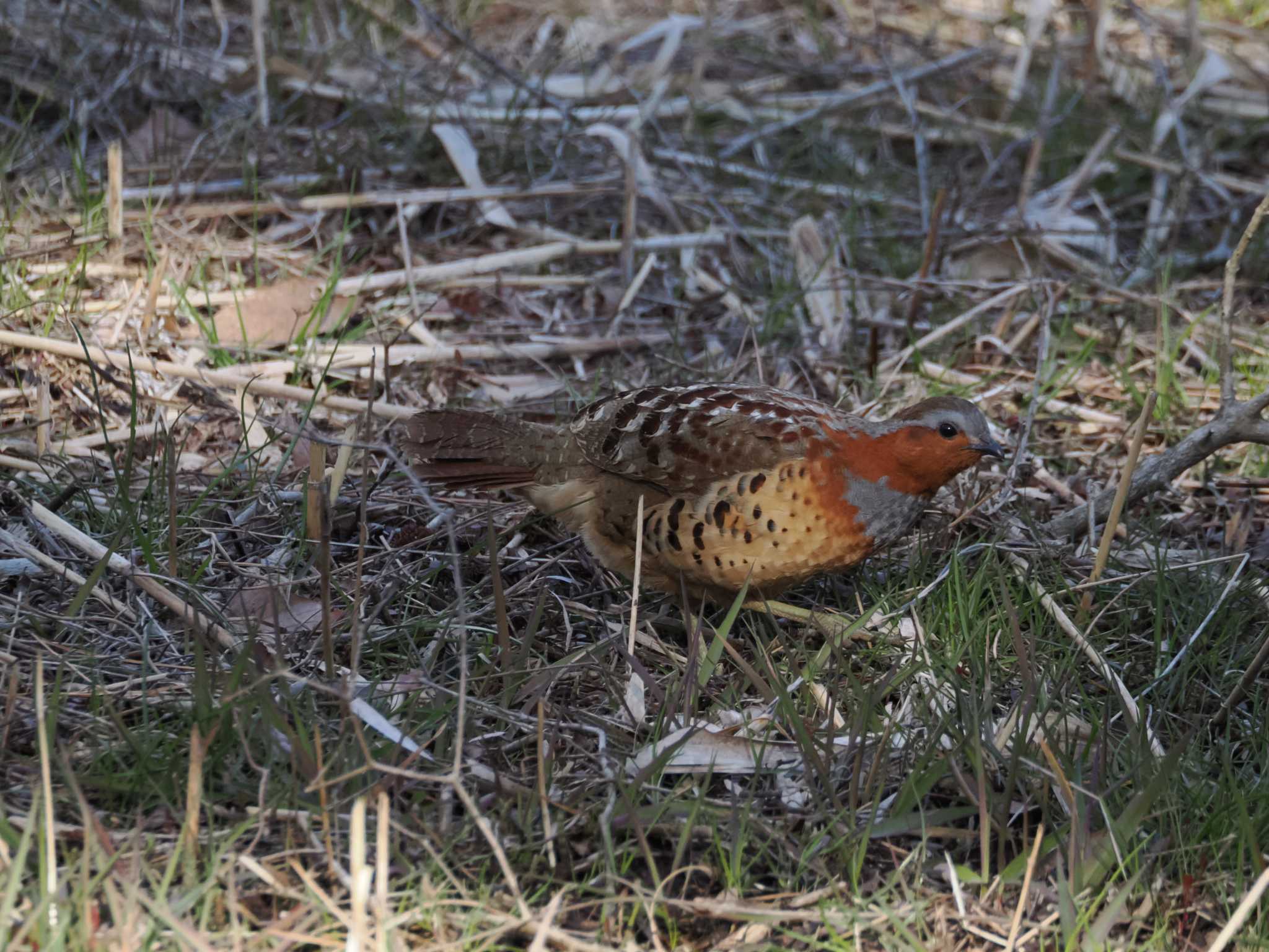 Chinese Bamboo Partridge