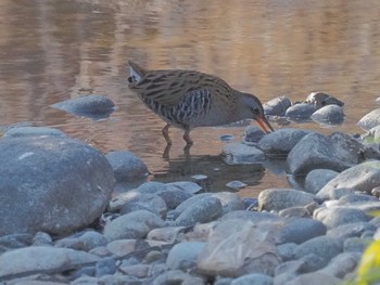 Brown-cheeked Rail 宮田用水(蘇南公園前・江南市) Wed, 3/13/2024