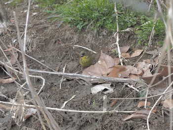 Masked Bunting 宮田用水(蘇南公園前・江南市) Wed, 3/13/2024