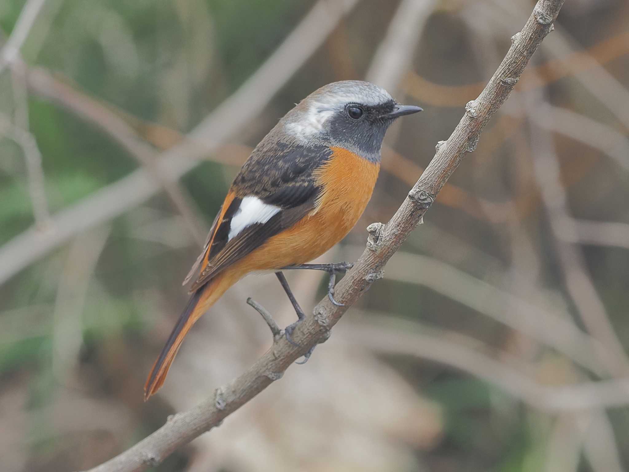 宮田用水(蘇南公園前・江南市) ジョウビタキの写真 by MaNu猫