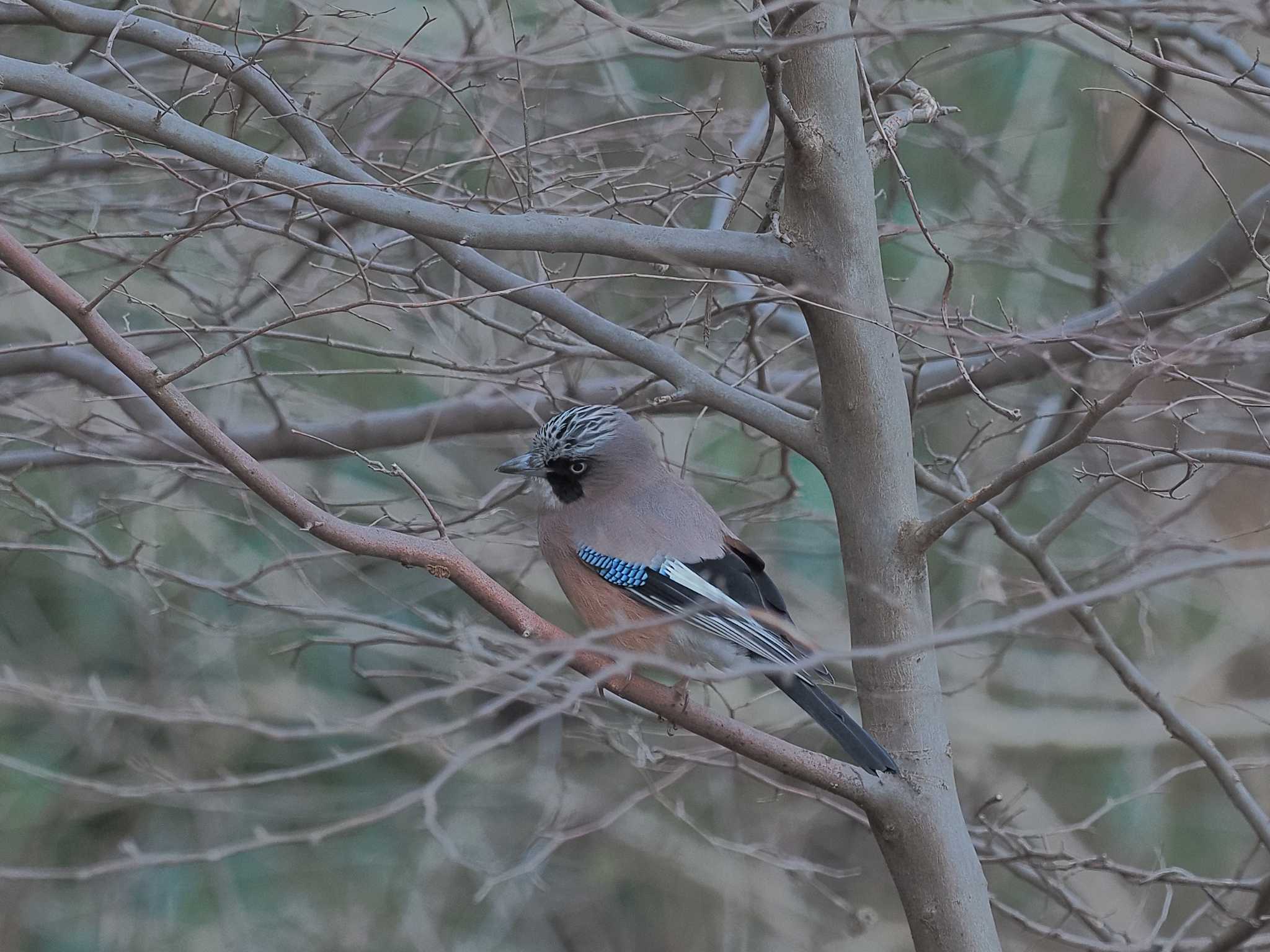 Photo of Eurasian Jay at 百々ヶ峰 by MaNu猫