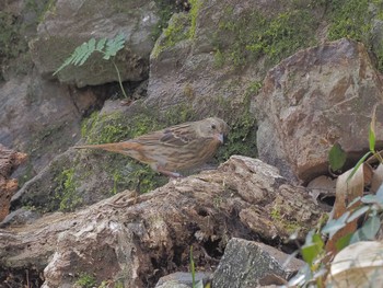 Grey Bunting Unknown Spots Wed, 3/13/2024