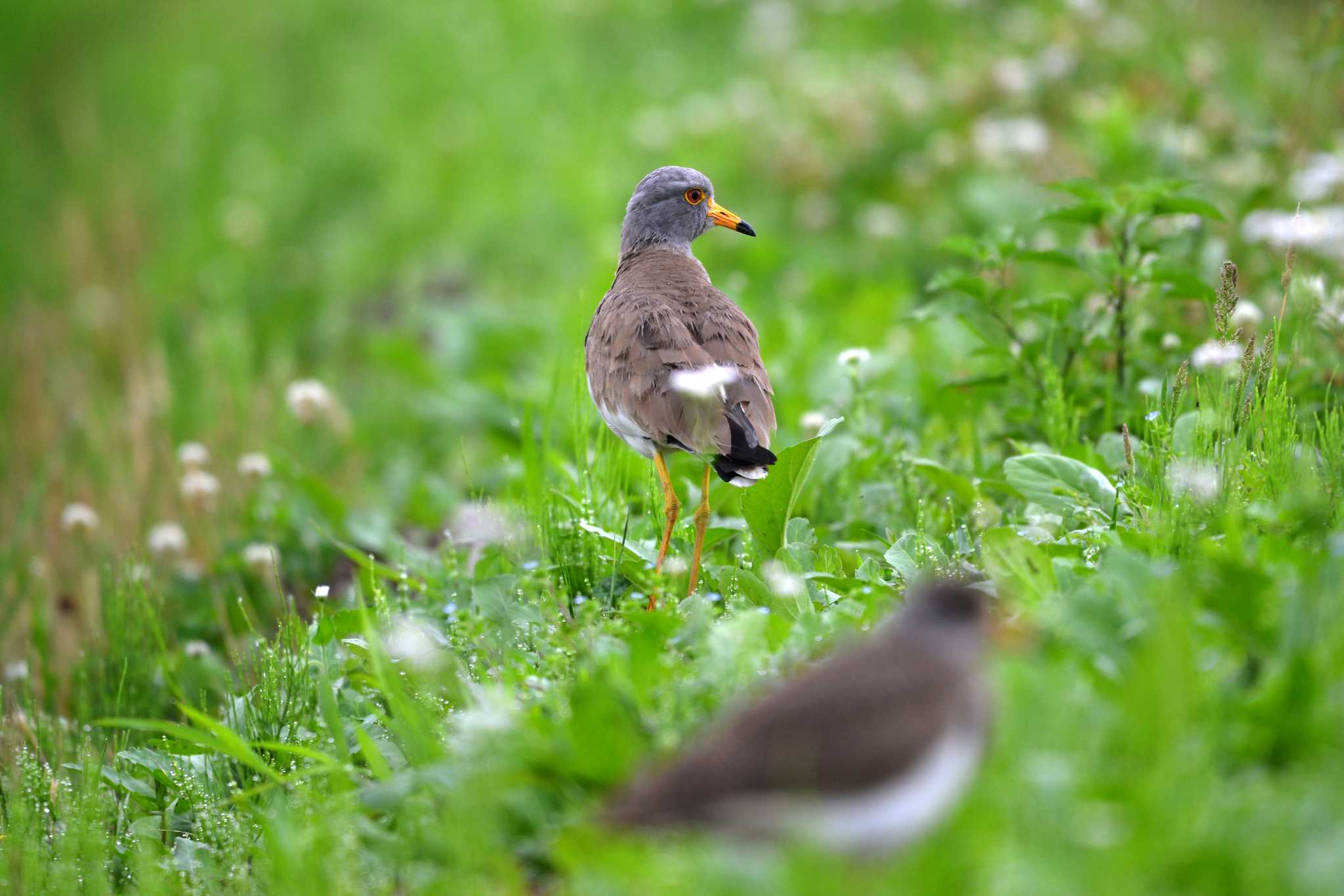 Grey-headed Lapwing