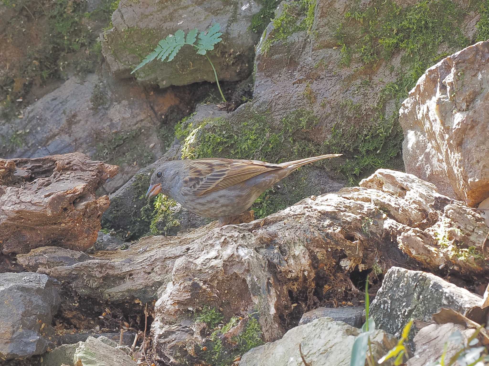 Photo of Grey Bunting at  by MaNu猫