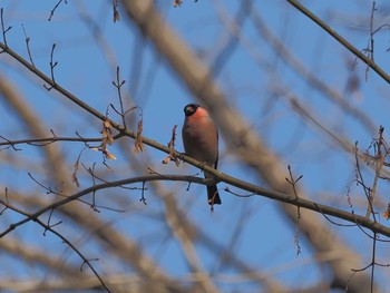 Eurasian Bullfinch(rosacea) 百々ヶ峰 Wed, 3/13/2024