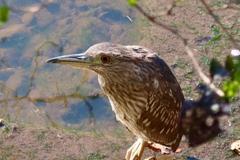 2024年3月13日(水) 船橋市の野鳥観察記録