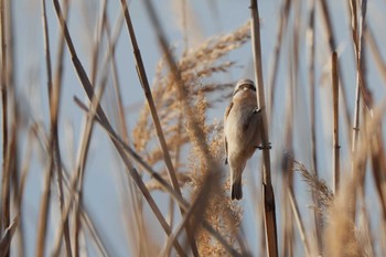 Chinese Penduline Tit 淀川河川公園 Sat, 3/9/2024