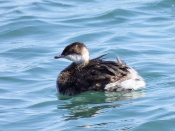 Horned Grebe 富士川河口 Mon, 3/11/2024