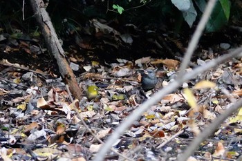 メジロ 大麻生野鳥の森公園 2018年12月9日(日)