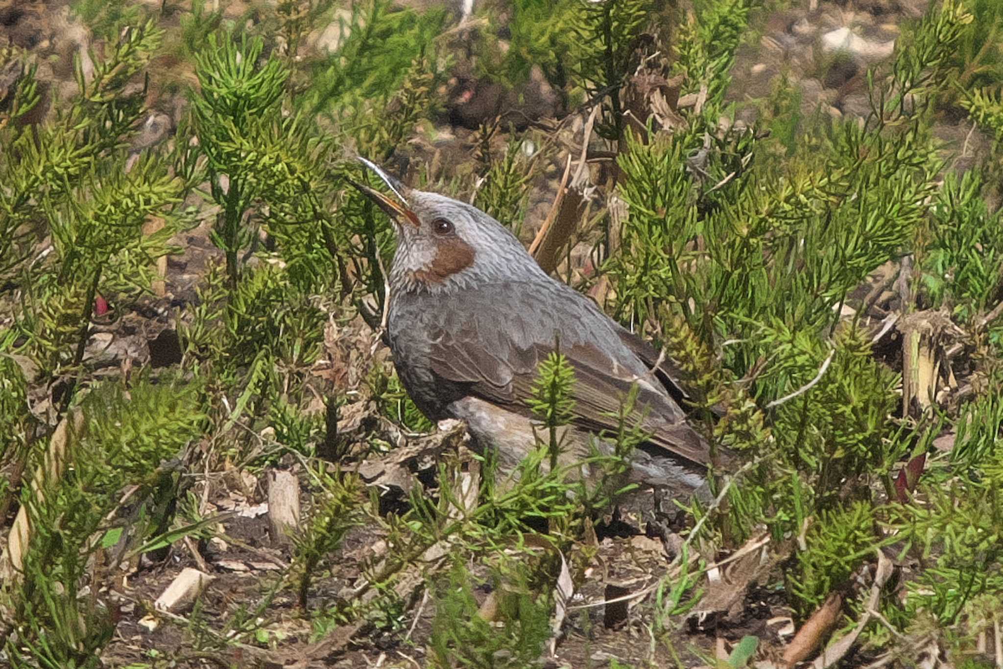 Brown-eared Bulbul