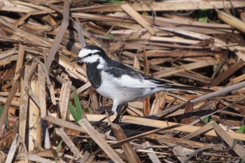 White Wagtail 池子の森自然公園 Wed, 3/13/2024