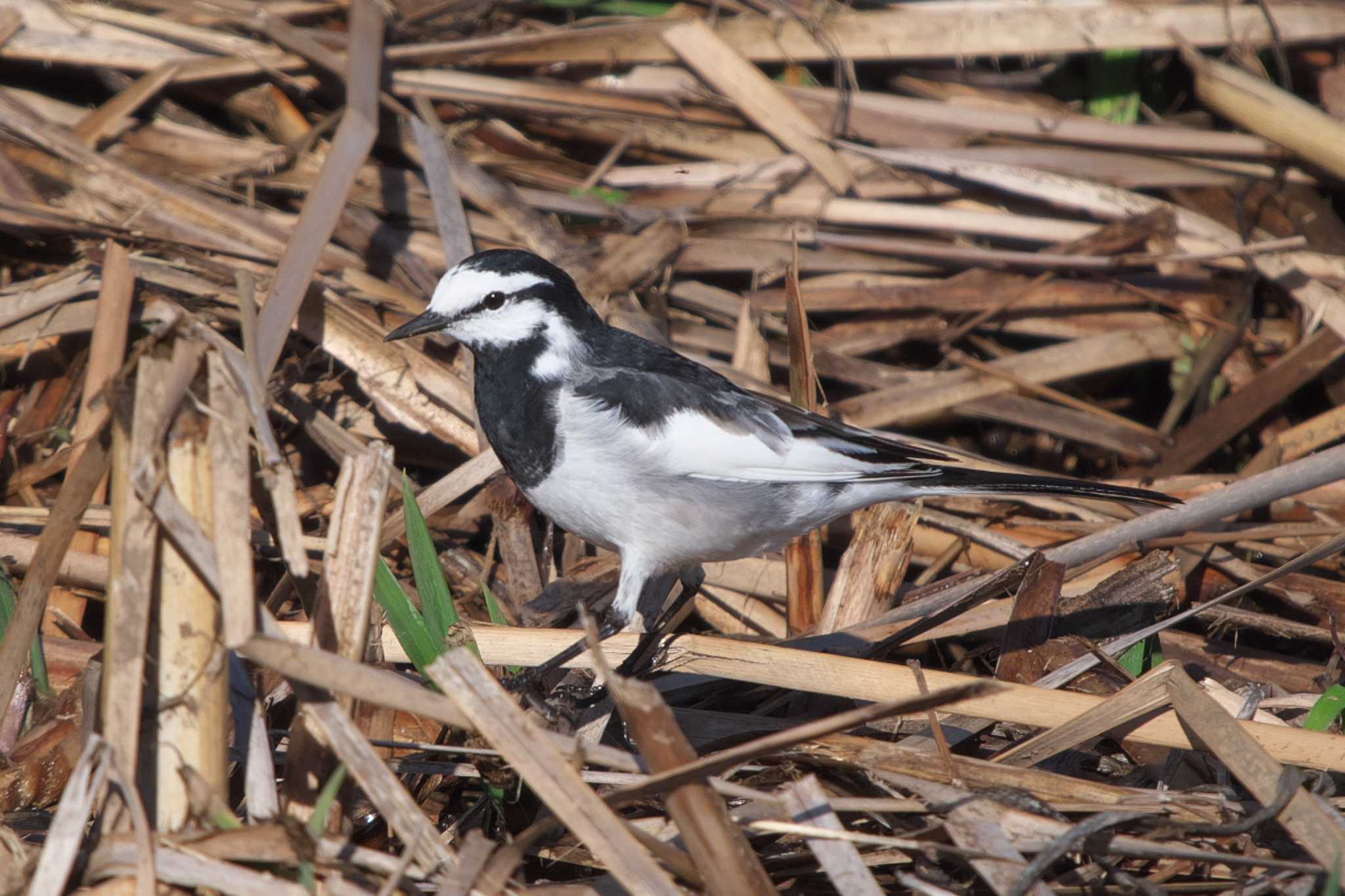 Photo of White Wagtail at 池子の森自然公園 by Y. Watanabe