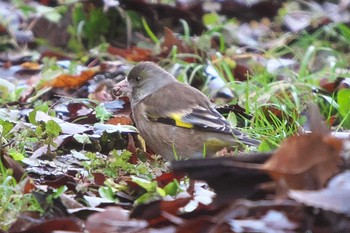 Grey-capped Greenfinch 池子の森自然公園 Wed, 3/13/2024