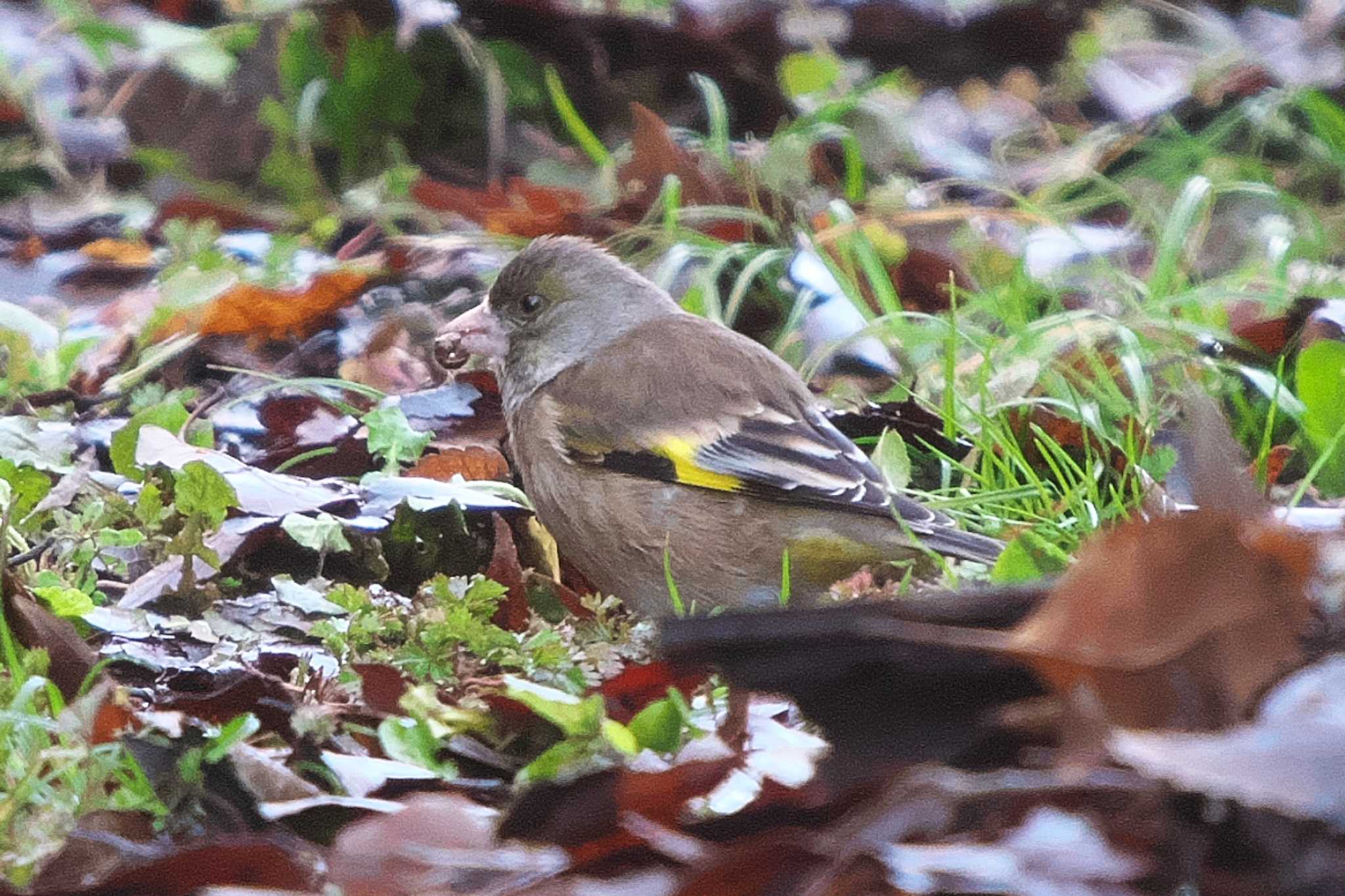 Photo of Grey-capped Greenfinch at 池子の森自然公園 by Y. Watanabe