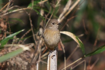 Daurian Redstart 池子の森自然公園 Wed, 3/13/2024