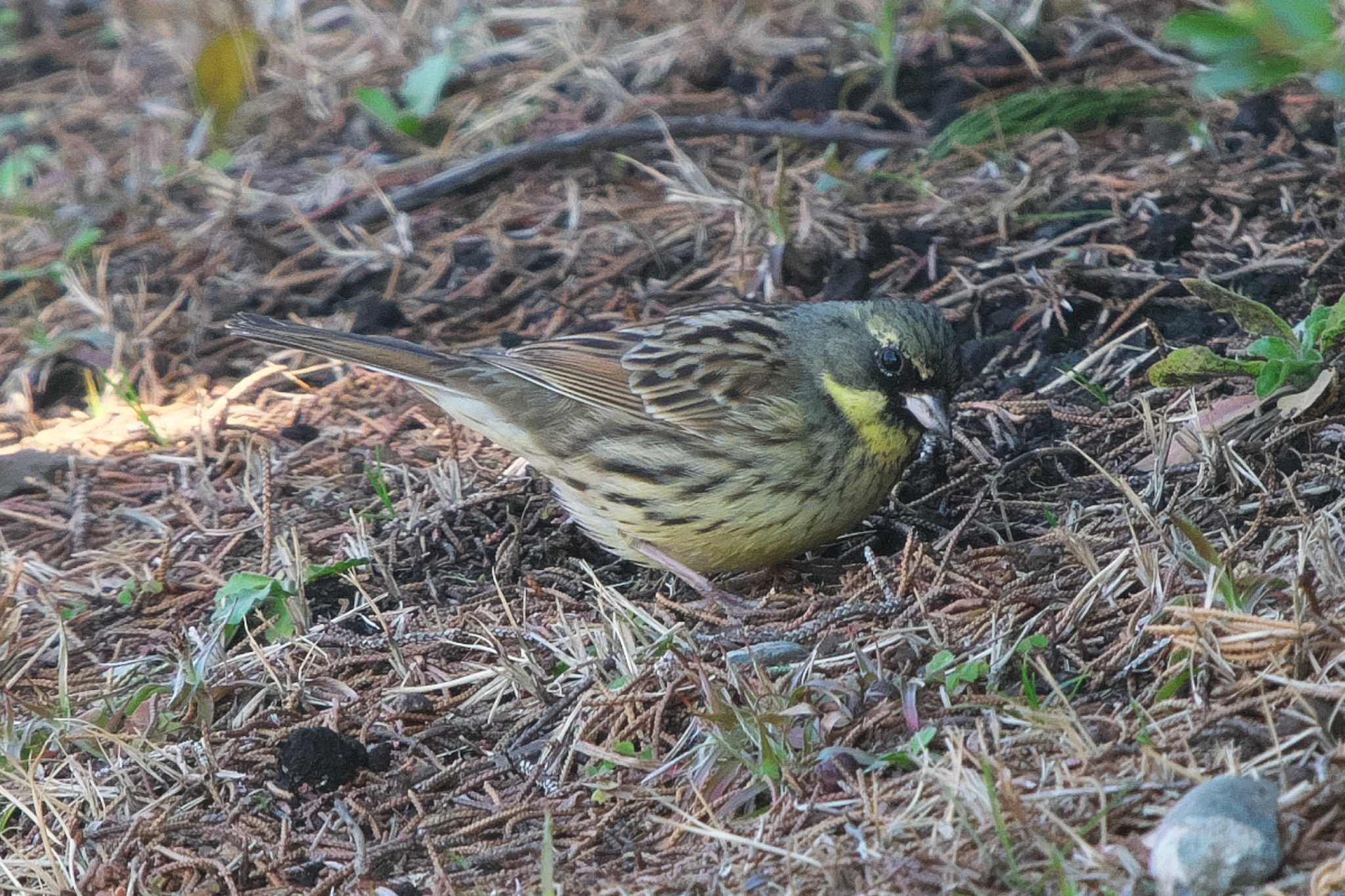 Photo of Masked Bunting at 池子の森自然公園 by Y. Watanabe