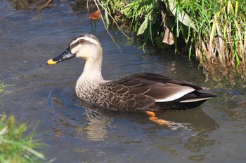 Eastern Spot-billed Duck 池子の森自然公園 Wed, 3/13/2024