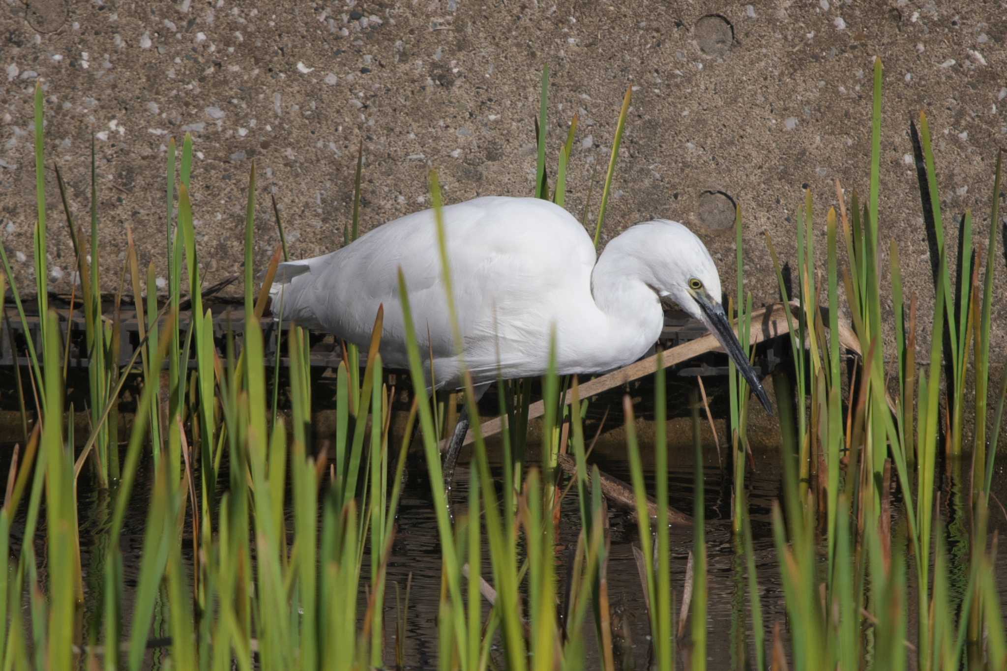 池子の森自然公園 コサギの写真 by Y. Watanabe