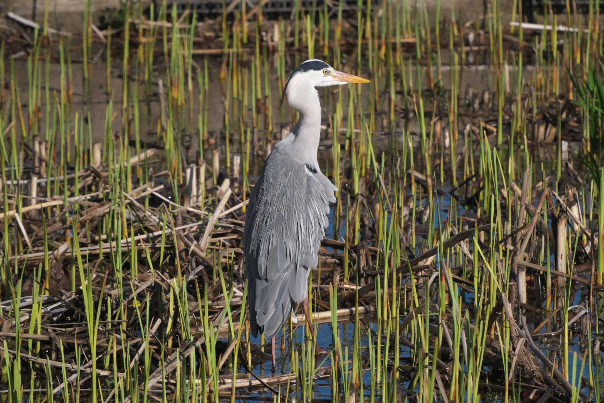 Photo of Grey Heron at 池子の森自然公園 by Y. Watanabe