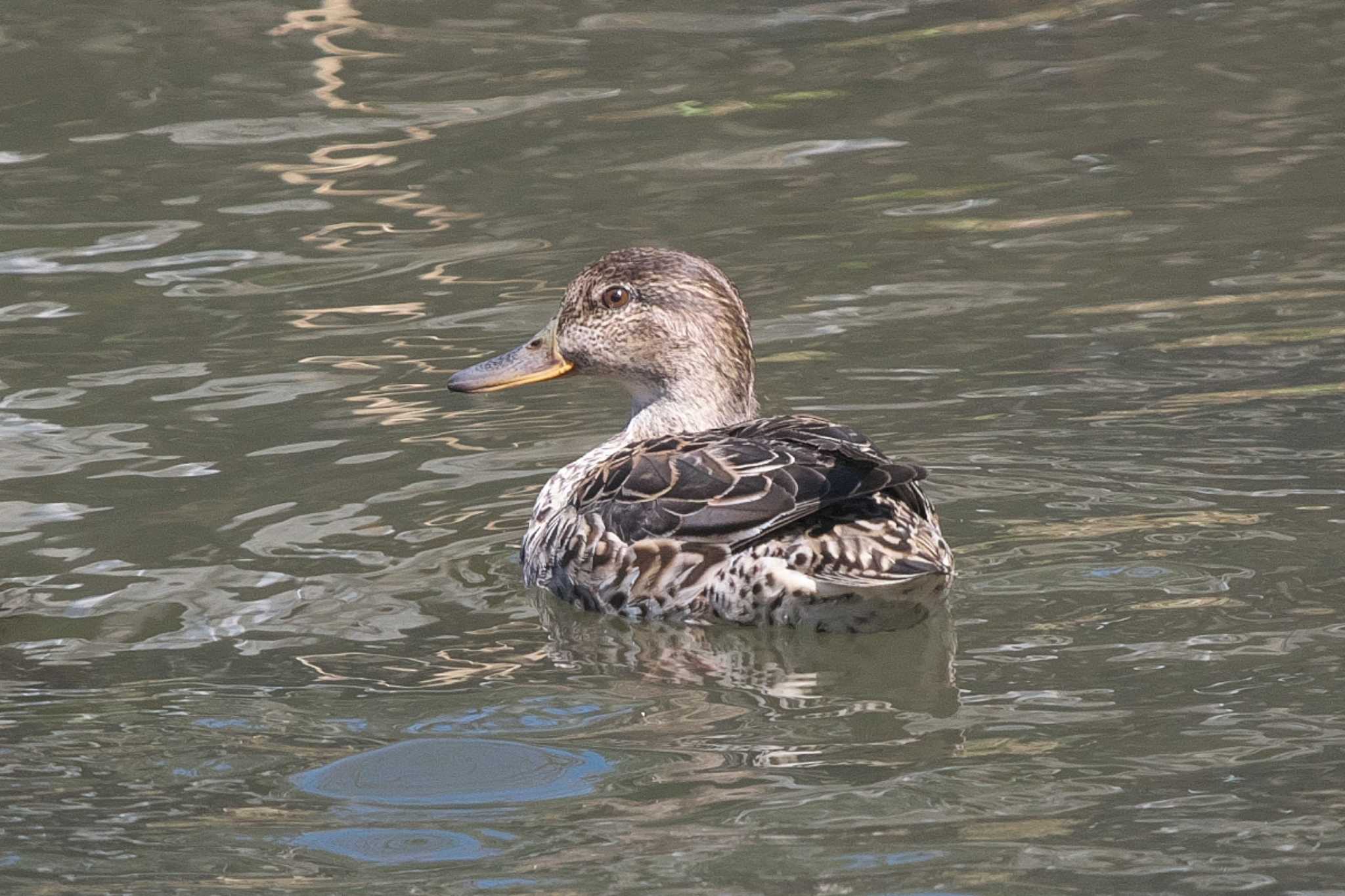 Photo of Eurasian Teal at 池子の森自然公園 by Y. Watanabe