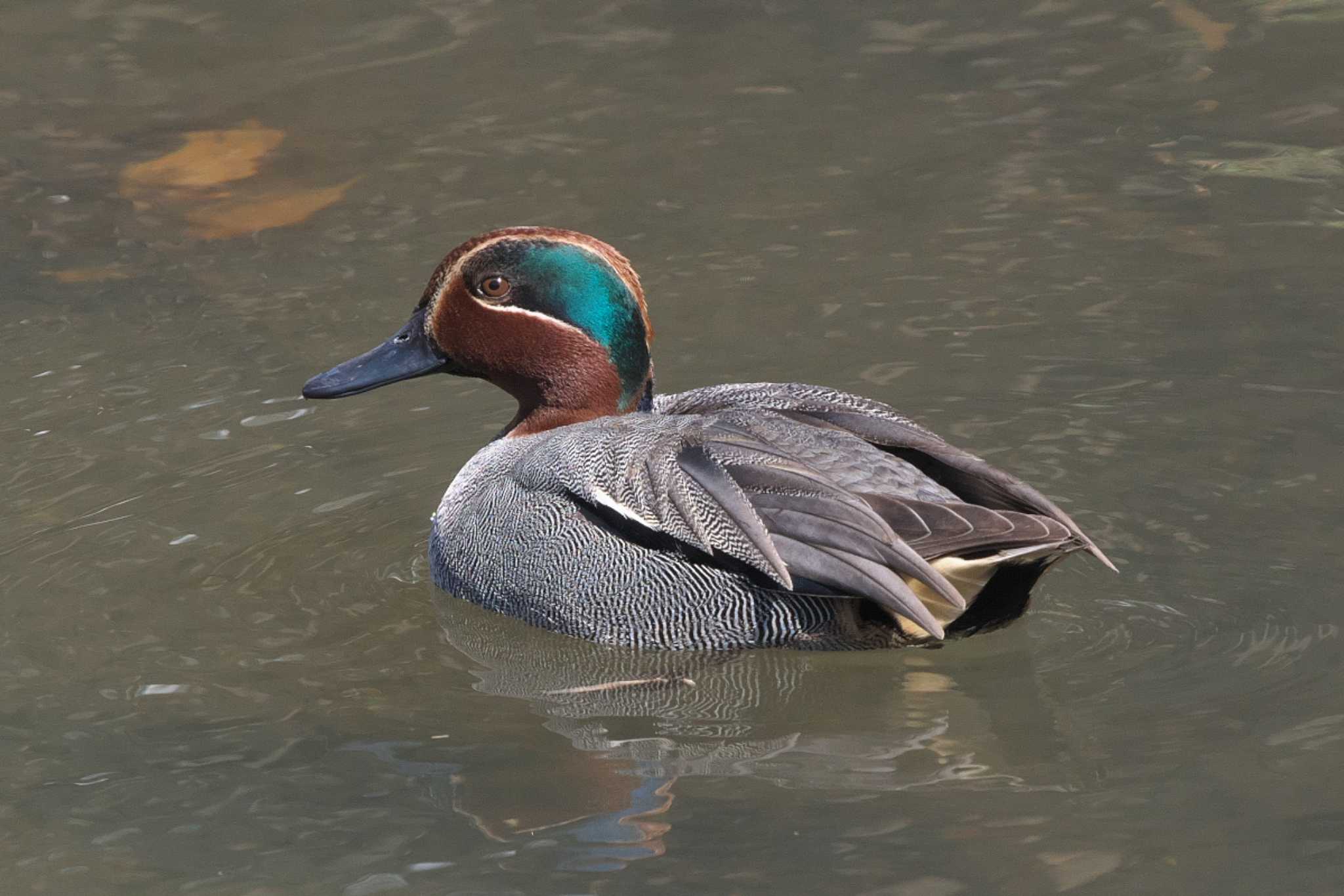 Photo of Eurasian Teal at 池子の森自然公園 by Y. Watanabe