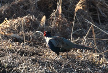 Wed, 3/13/2024 Birding report at Watarase Yusuichi (Wetland)