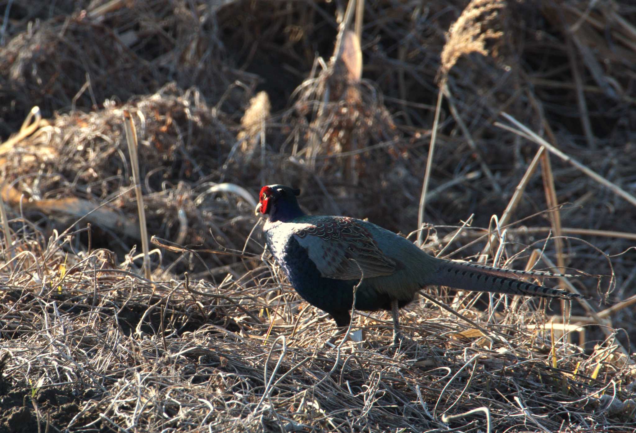 Photo of Green Pheasant at Watarase Yusuichi (Wetland) by morinokotori