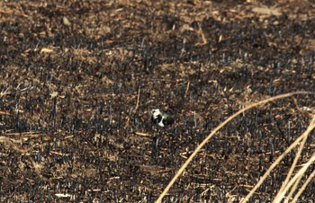 Northern Lapwing Watarase Yusuichi (Wetland) Wed, 3/13/2024