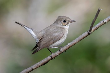 Red-breasted Flycatcher 小網代の森 Sun, 3/10/2024