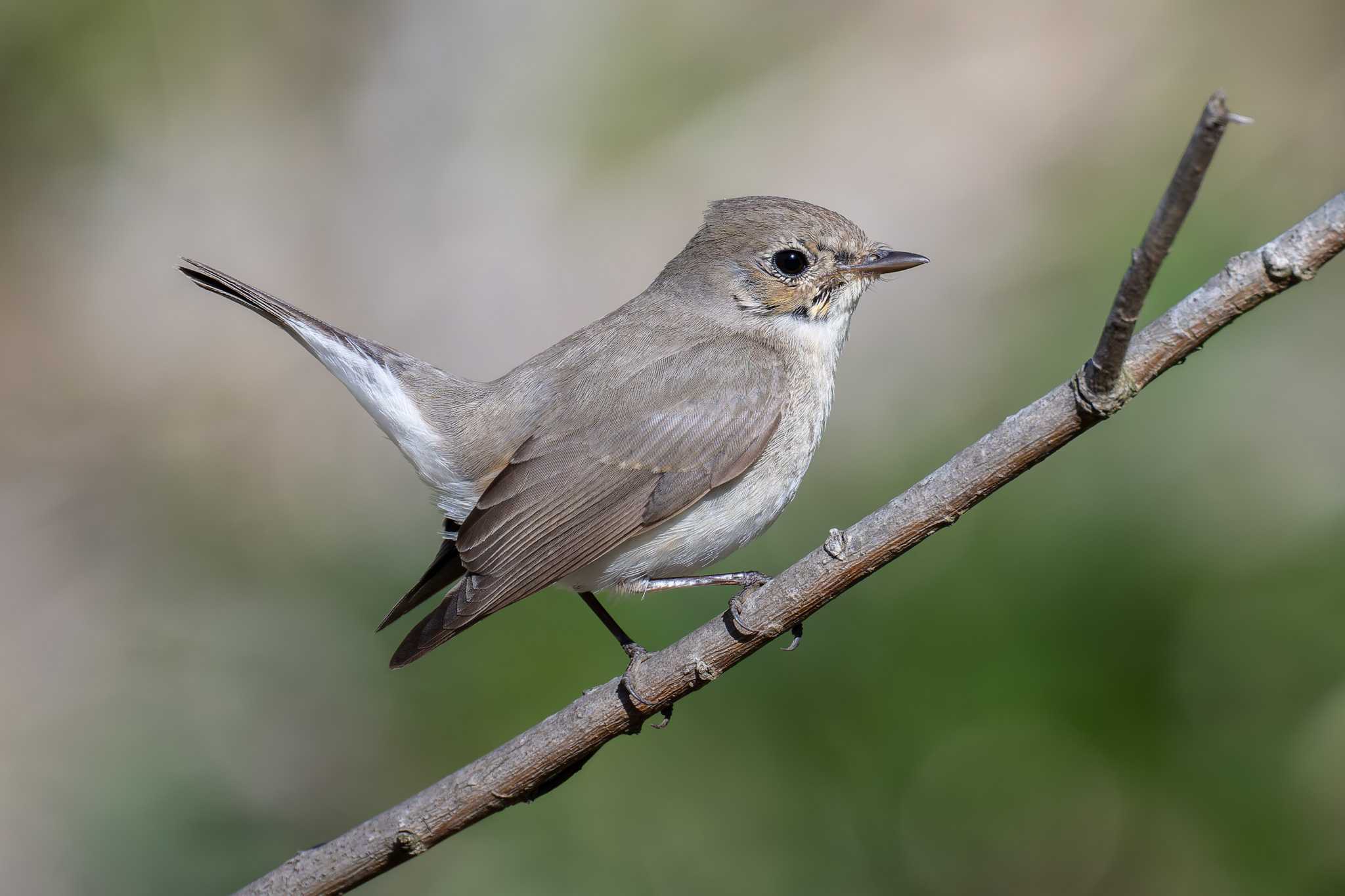 Red-breasted Flycatcher