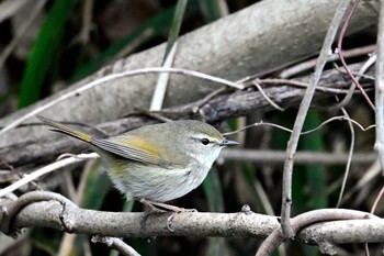 Japanese Bush Warbler 山梨県 Thu, 3/7/2024