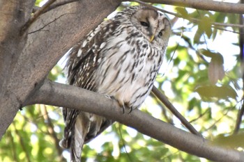 フクロウ 井の頭公園 2024年3月13日(水)