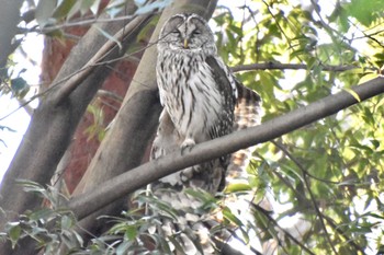 フクロウ 井の頭公園 2024年3月13日(水)