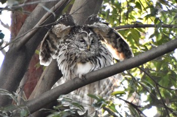 フクロウ 井の頭公園 2024年3月13日(水)