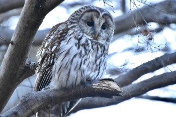 フクロウ 井の頭公園 2024年3月13日(水)