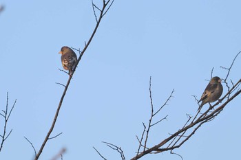 Oriental Greenfinch(kawarahiba) 多摩川トライアングル Sat, 3/9/2024