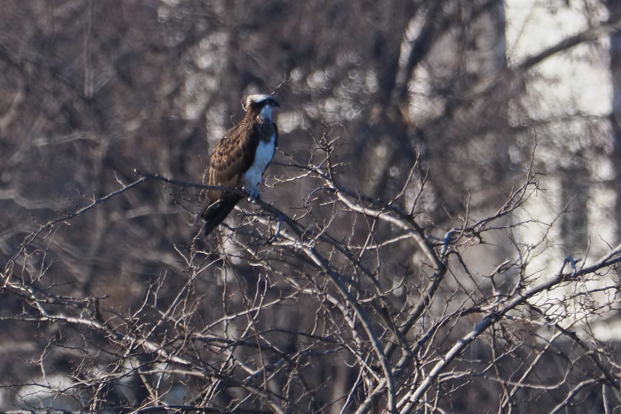 Osprey