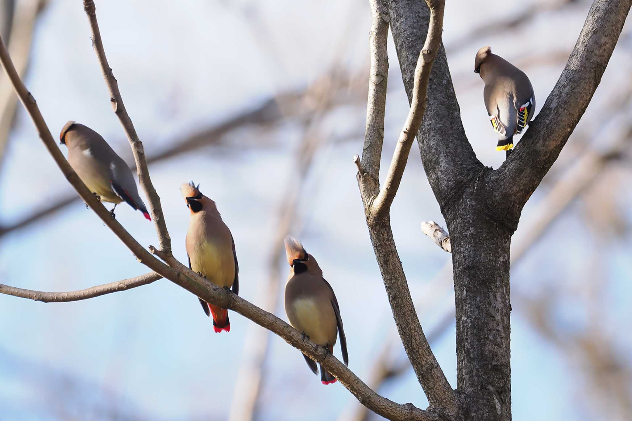 Japanese Waxwing