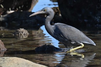 Pacific Reef Heron 銚子の南の方 Sun, 3/3/2024