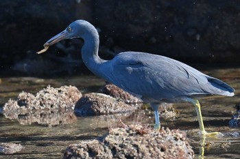 Pacific Reef Heron 銚子の南の方 Sun, 3/3/2024