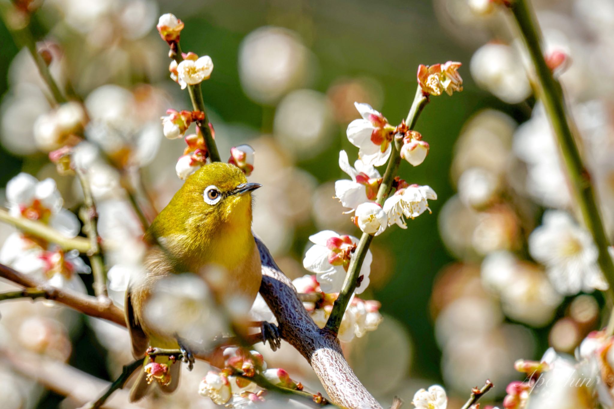 Photo of Warbling White-eye at Shinjuku Gyoen National Garden by アポちん