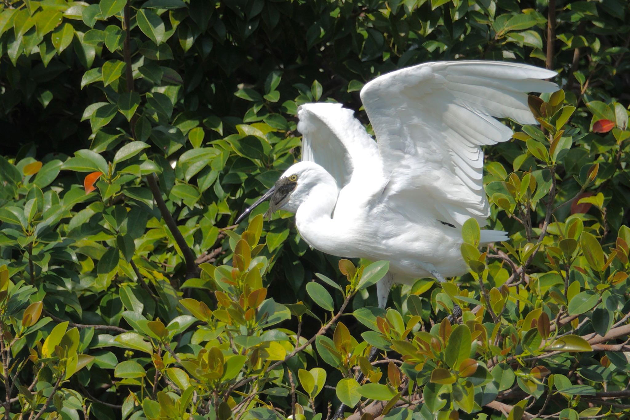 Photo of Little Egret at 国立自然科学博物館植物園(台湾) by のどか