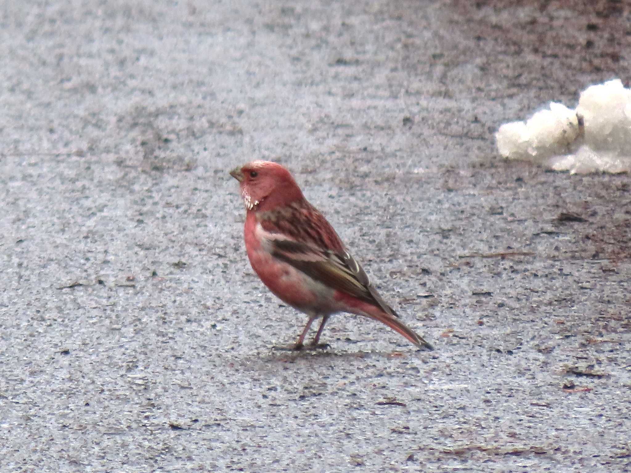 Pallas's Rosefinch