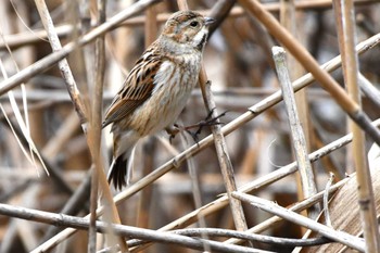 Common Reed Bunting Kasai Rinkai Park Thu, 3/7/2024